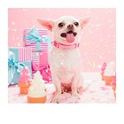 Verjaardagskaart vrouw Cupcakes en chihuahua hondje Polaroid